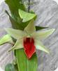 Den. Jiaho Delight Delight GM/TOGA
